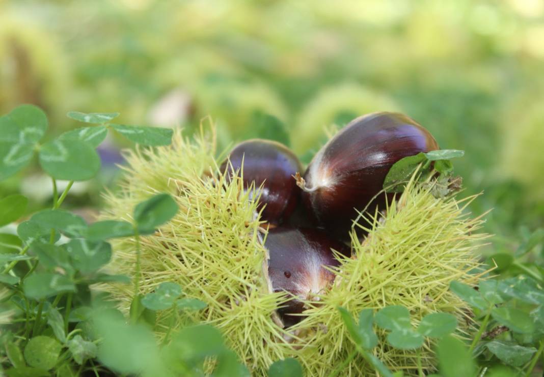 Turfanda kestane hasadı başladı. İlk ürün burada toplandığı için Araplar'ın gözdesi oldu 3